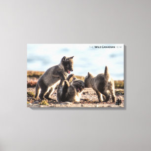 Spring - Arctic Fox Canvas Print