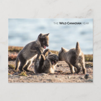 Spring - Arctic Fox Postcard