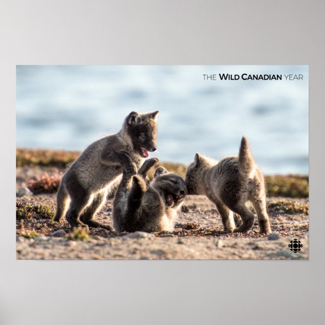 Spring - Arctic Fox Poster (Front)