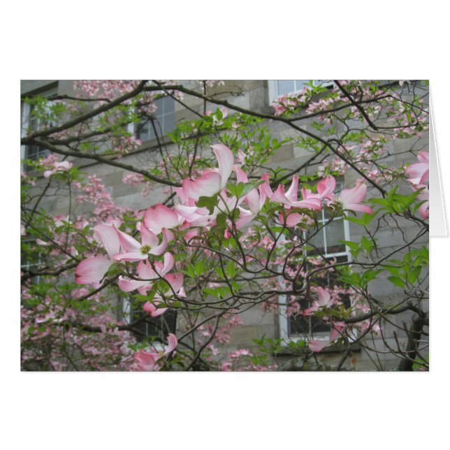 Spring at Swarthmore College (Front Horizontal)