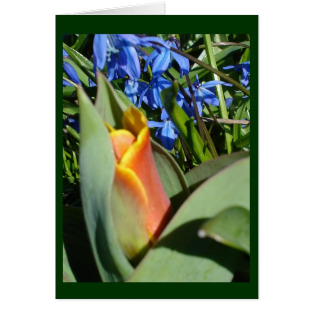 spring awakening (Front)