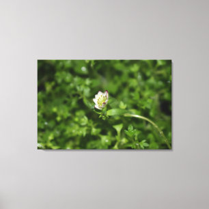 Spring awakening , just a little bloom canvas print