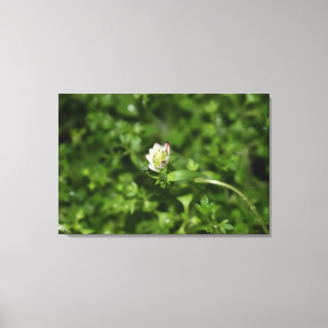 Spring awakening , just a little bloom canvas print (Front)