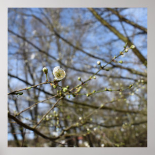 Spring awakening poster