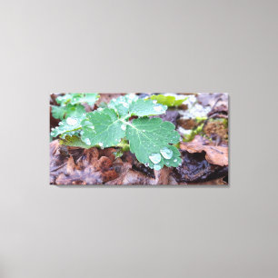Spring awakening , rainy days canvas print