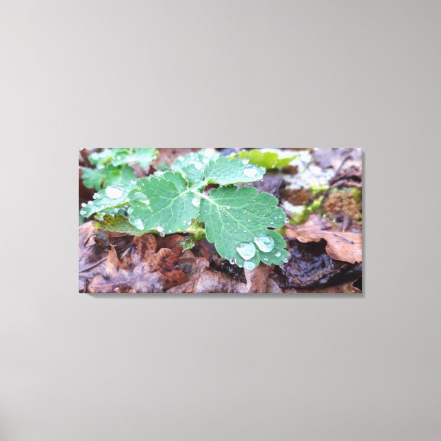 Spring awakening , rainy days canvas print (Front)