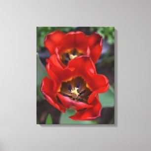 Spring awakening , Tulips Canvas Print