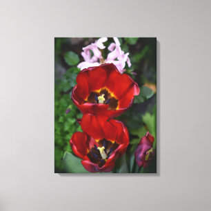 Spring awakening , Tulips Canvas Print