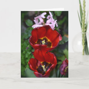 Spring awakening , Tulips Card