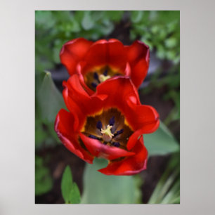 Spring awakening, Tulips Poster