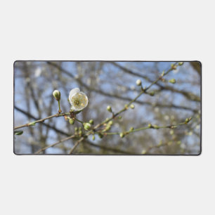 Spring awakening , wild cherry bloom card desk mat