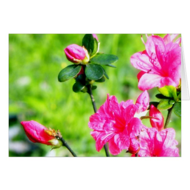Spring Azaleas (Front Horizontal)