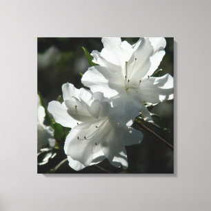 Spring Azaleas Canvas Print