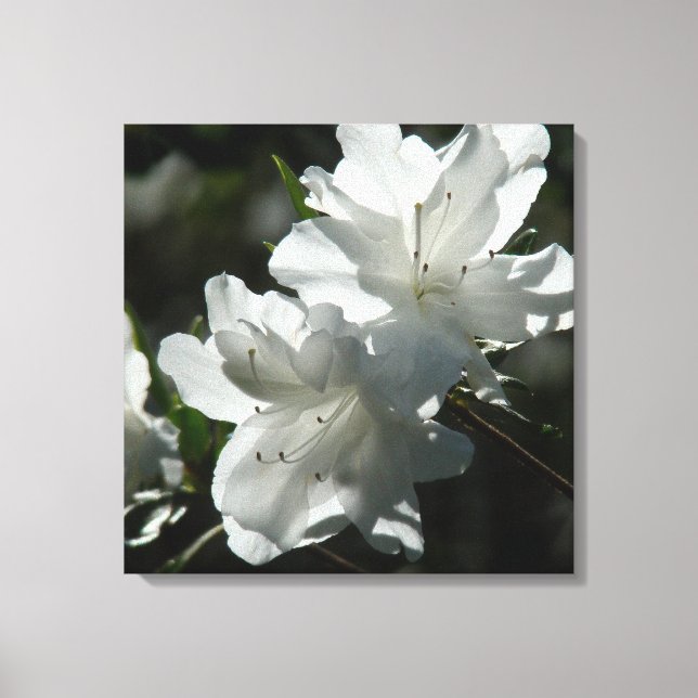 Spring Azaleas Canvas Print (Front)