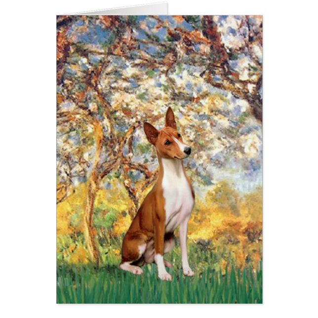 Spring - Basenji (Front)
