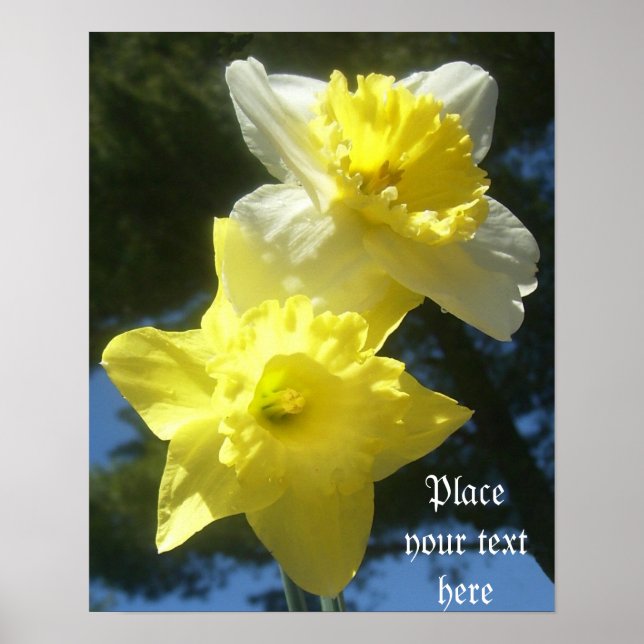 Spring beautiful daffodils customisable poster (Front)
