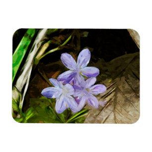 Spring Beauty a Purple Wildflower Abstract Magnet
