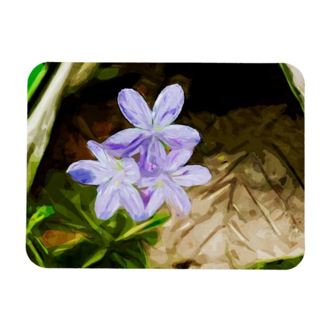 Spring Beauty a Wildflower Abstract Impressionism Magnet (Horizontal)