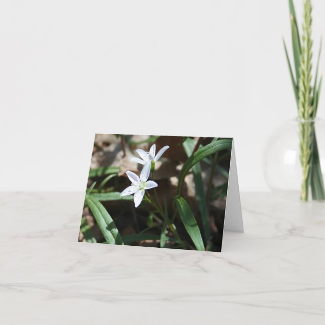 Spring beauty (Claytonia virginica) card (Front)