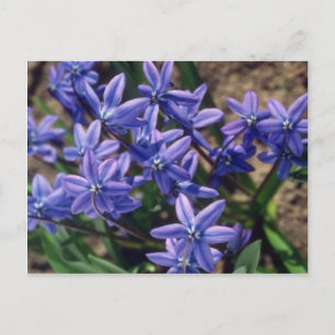 Spring Beauty, (Scilla Sibirica) flowers Postcard