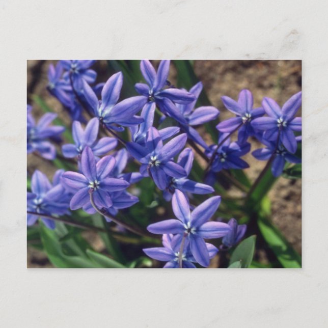 Spring Beauty, (Scilla Sibirica) flowers Postcard (Front)