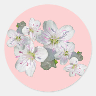 Spring Beauty Wildflower Coordinating Items Classic Round Sticker