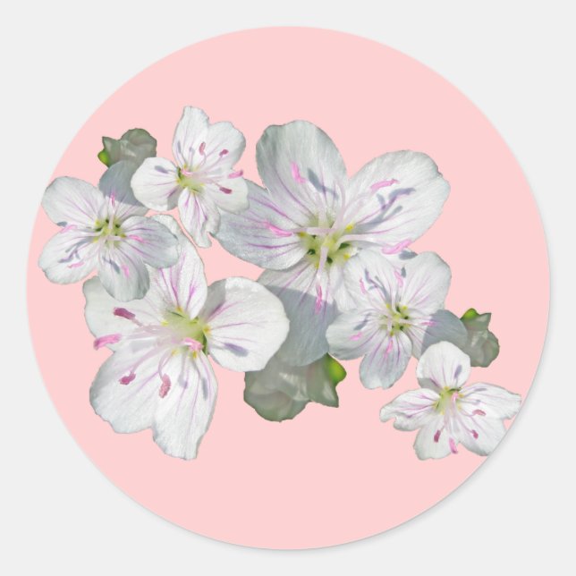 Spring Beauty Wildflower Coordinating Items Classic Round Sticker (Front)