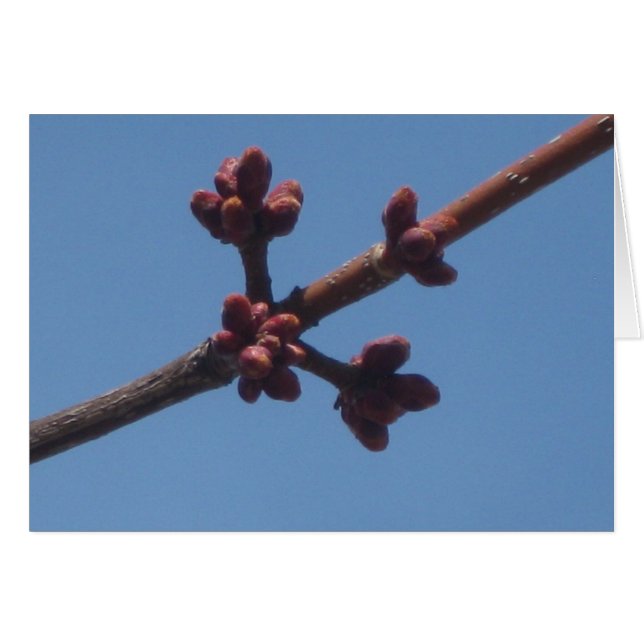 Spring begins to emerge (Front Horizontal)