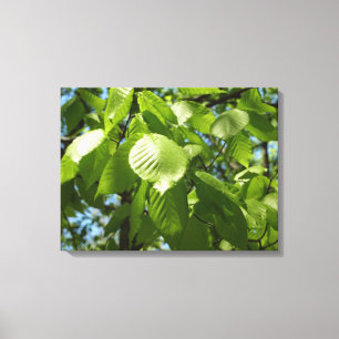 Spring Birch Leaves Green Tree Canvas Print