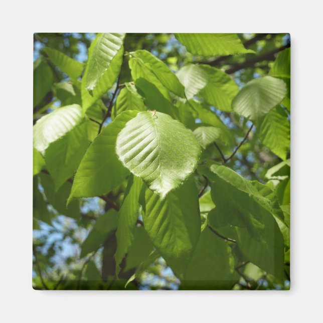 Spring Birch Leaves Green Tree Magnet (Front)