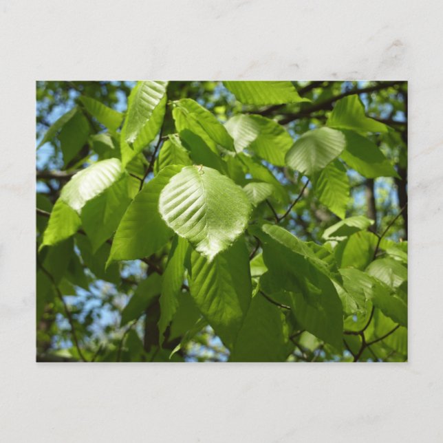 Spring Birch Leaves Green Tree Postcard (Front)