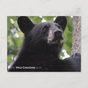 Spring - Black Bear Postcard
