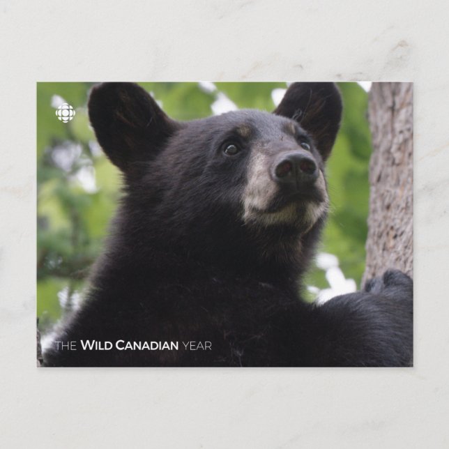 Spring - Black Bear Postcard (Front)