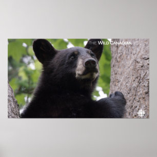 Spring - Black Bear Poster