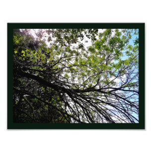 Spring Bloom Photo Print