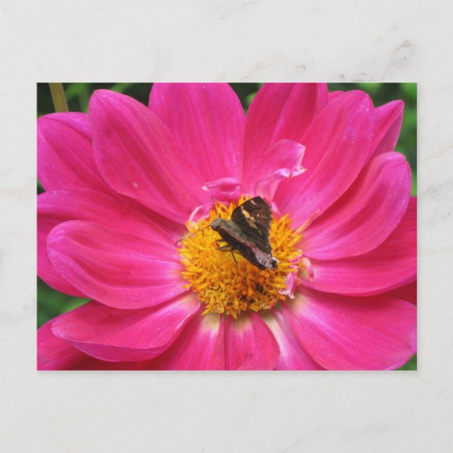 Spring Bloom Postcard (Front)