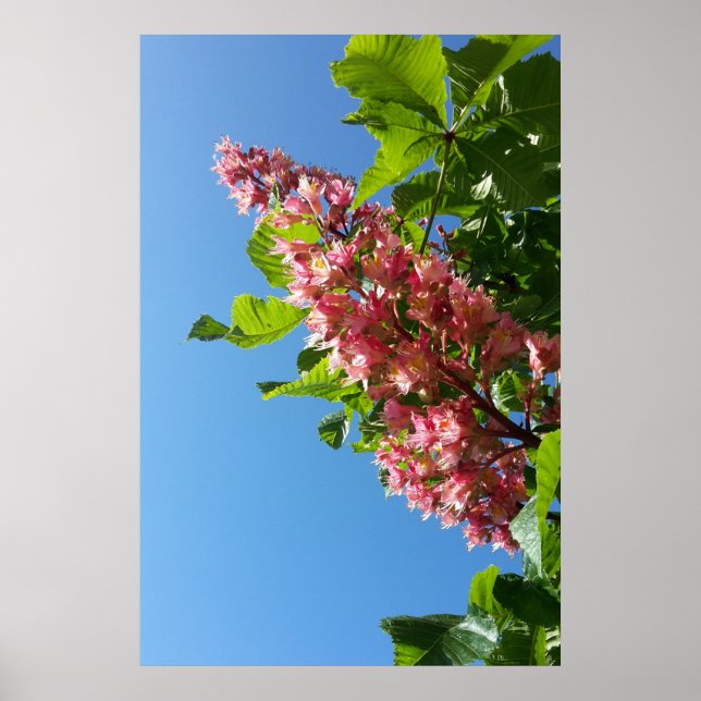 Spring blooming chestnut tree flowers poster (Front)
