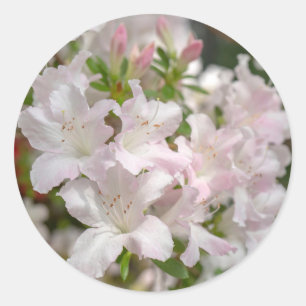 Spring Blooming Pink Azalea Flowers Classic Round Sticker
