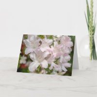 Spring Blooming Pink Azalea Flowers
