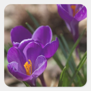 Spring Blooming Purple Crocus Flowers Square Sticker