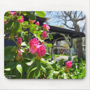 Spring Blooms in Cottage City - Martha's Vineyard Mouse Mat