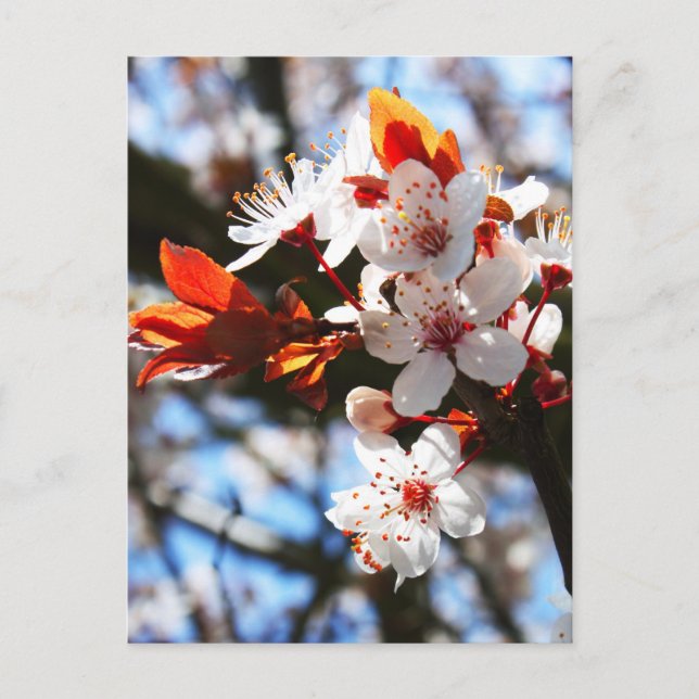 Spring blooms postcard (Front)