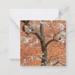 Spring Blossom Apricot Tree Red Brick Wall Card