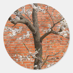 Spring Blossom Apricot Tree Red Brick Wall Classic Round Sticker