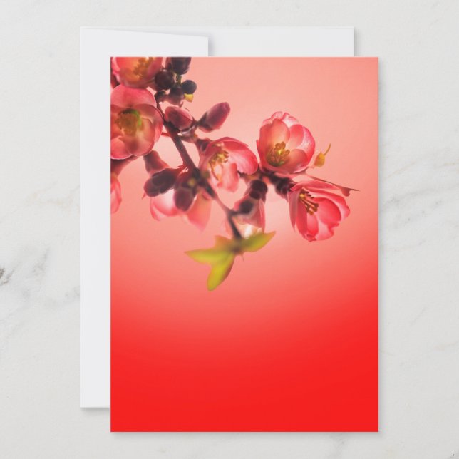 Spring blossom over red background holiday card (Front)