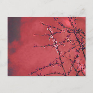 Spring blossom over red background holiday postcard