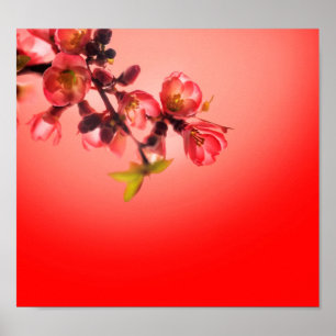 Spring blossom over red background poster