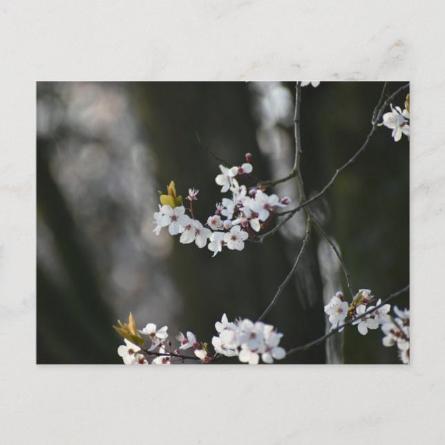 Spring Blossom  Postcard (Front)