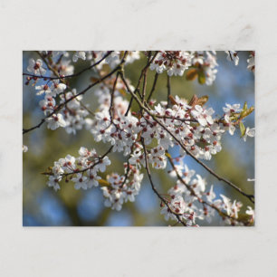 Spring Blossom Postcard