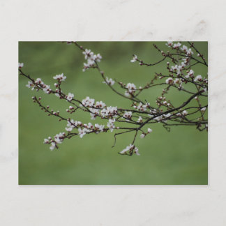 Spring Blossom  Postcard